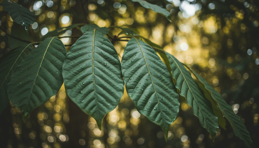 DHM (Di-Hydro Mitragynine): The 7-OH Alternative Explained
