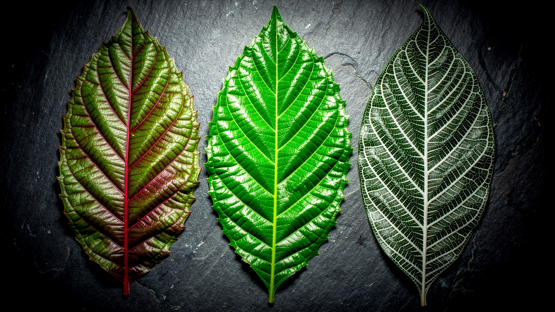 Red vs Green vs White Kratom: What's the Difference and Which Should You Choose?